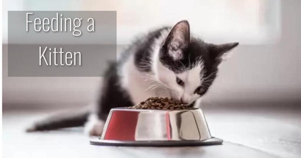 siberian kitten eating