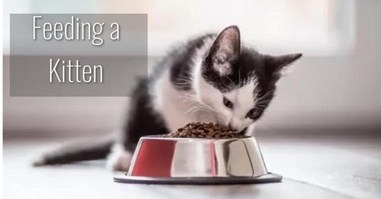 siberian kitten eating