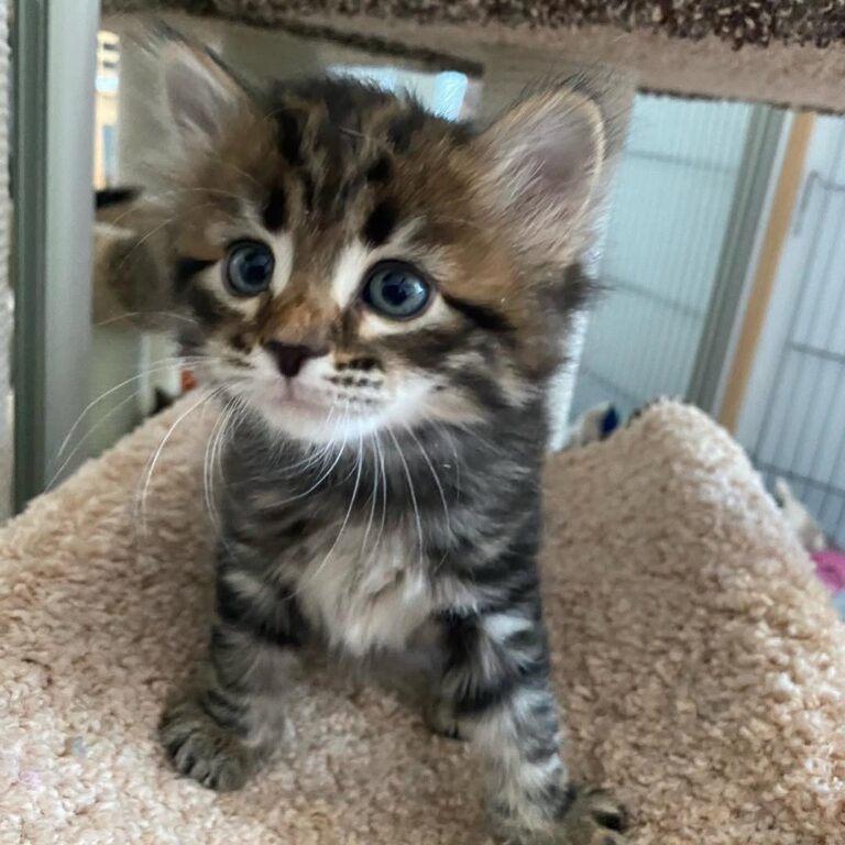 Siberian Forest Cat - Ann