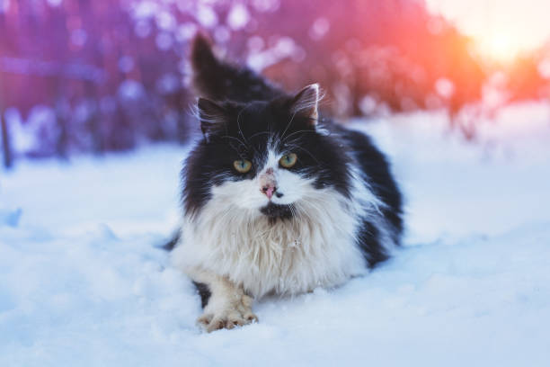Black and white long-haired cat walks in the deep snow