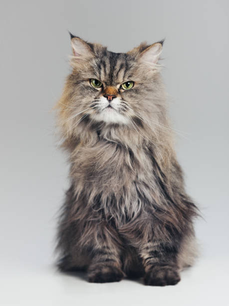 brown siberian cat