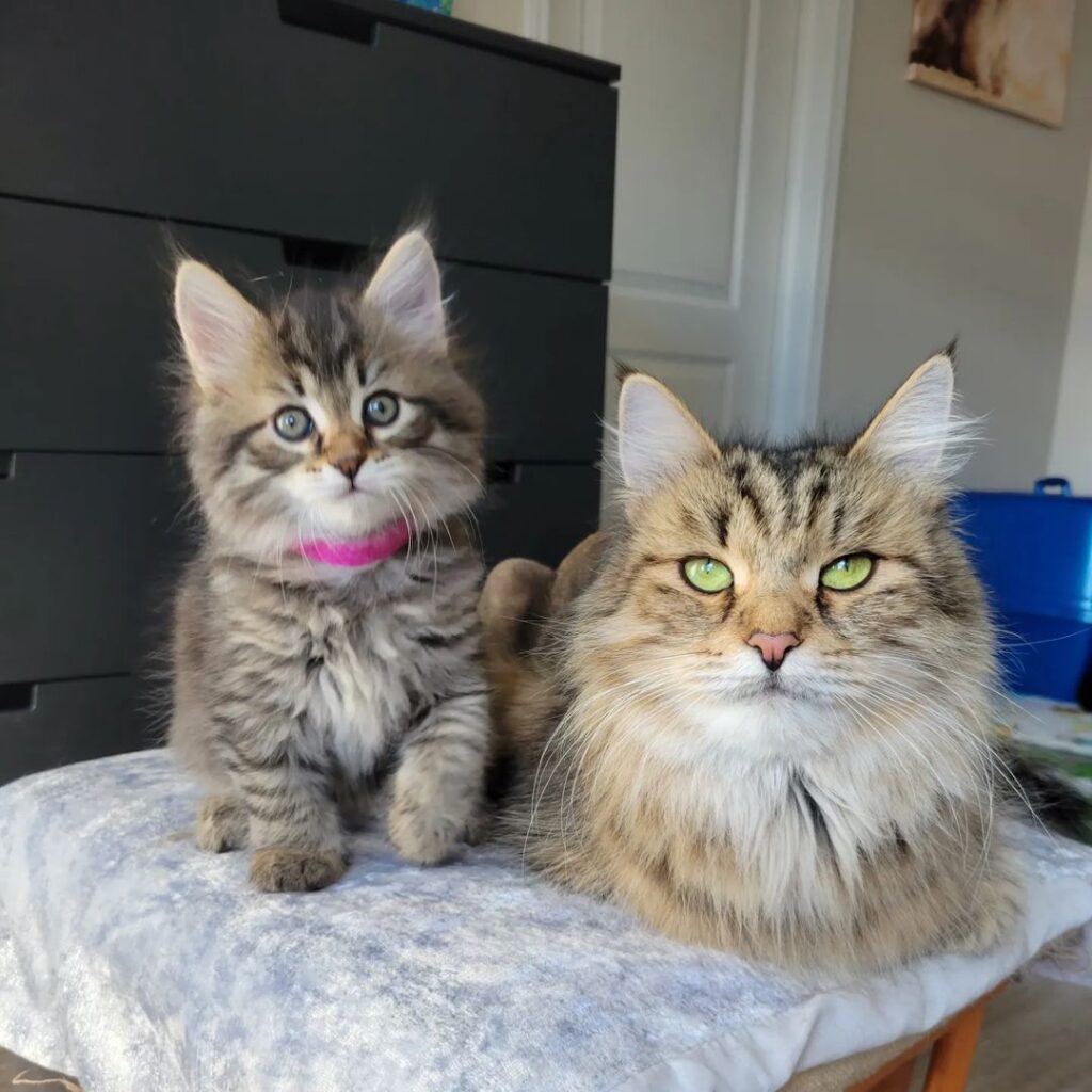 Siberian Cats For Adoption