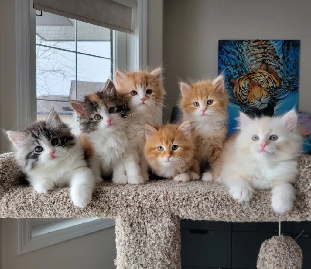 siberian cat breeders