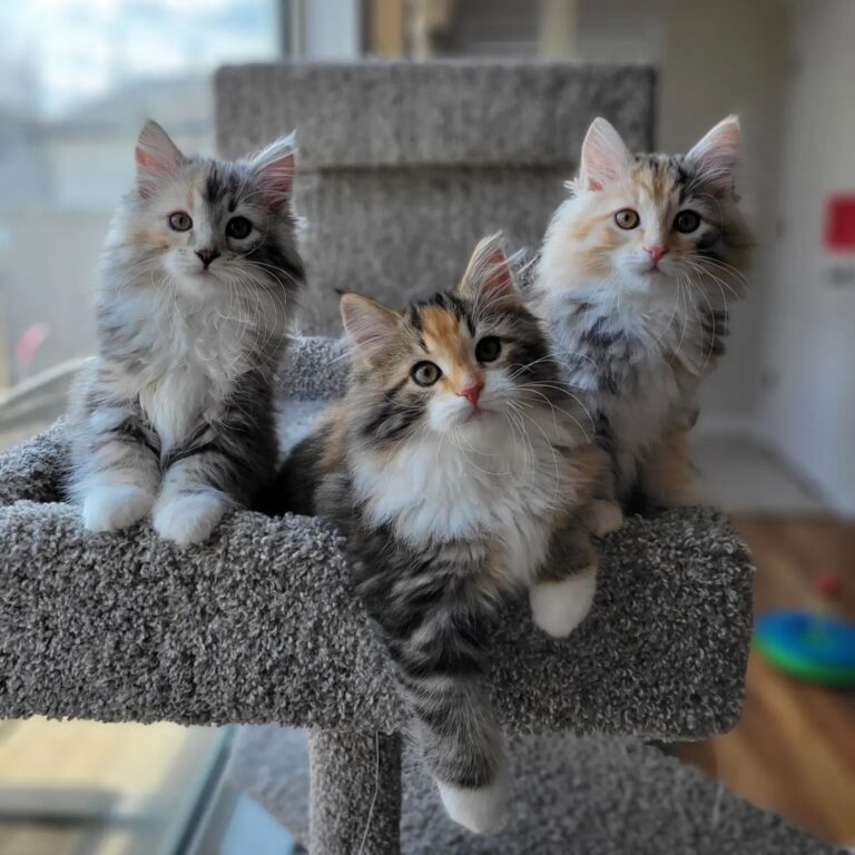 hypoallergenic-cats-4