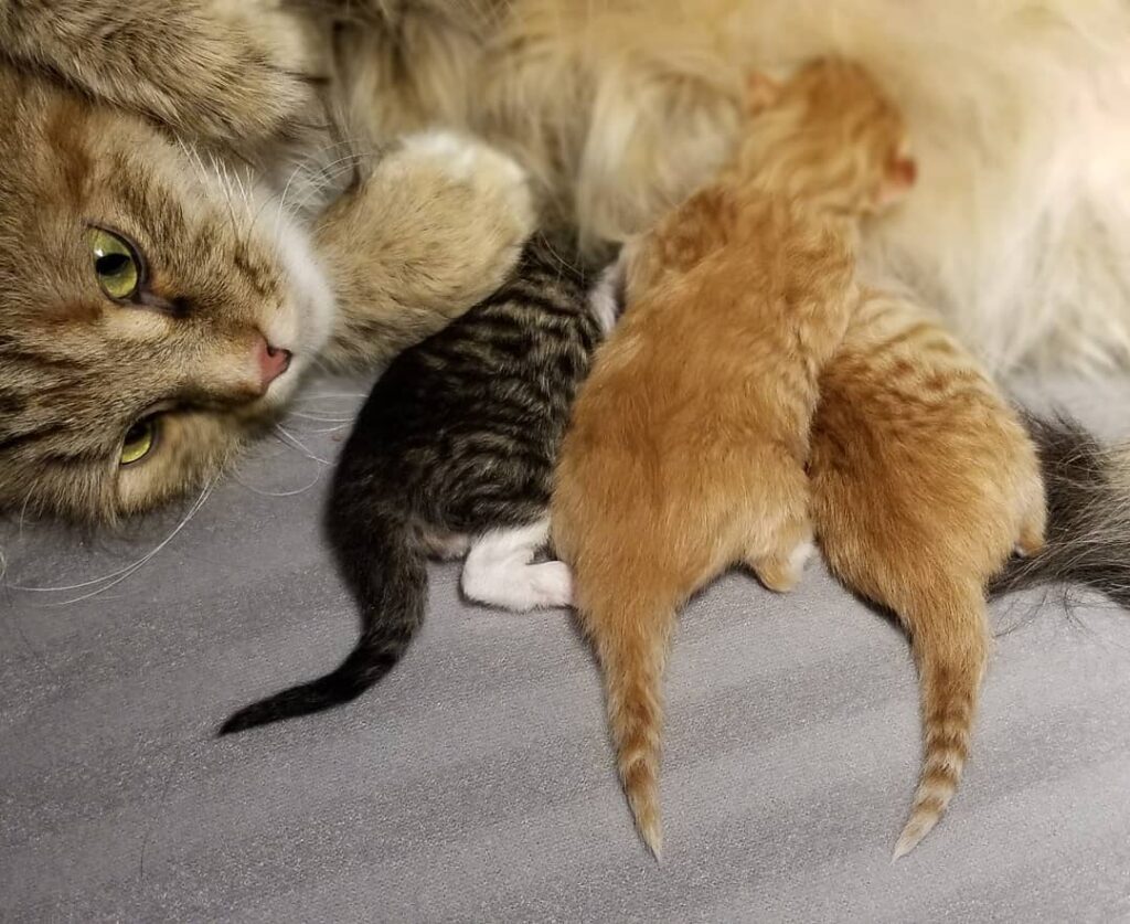 siberian cat breeders