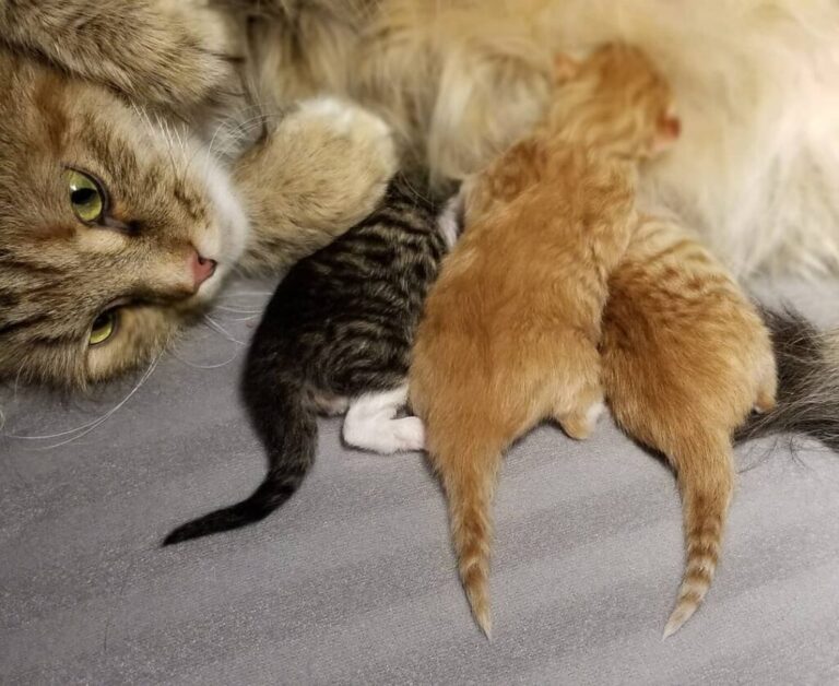 hypoallergenic-cats-for-sale-1024x837