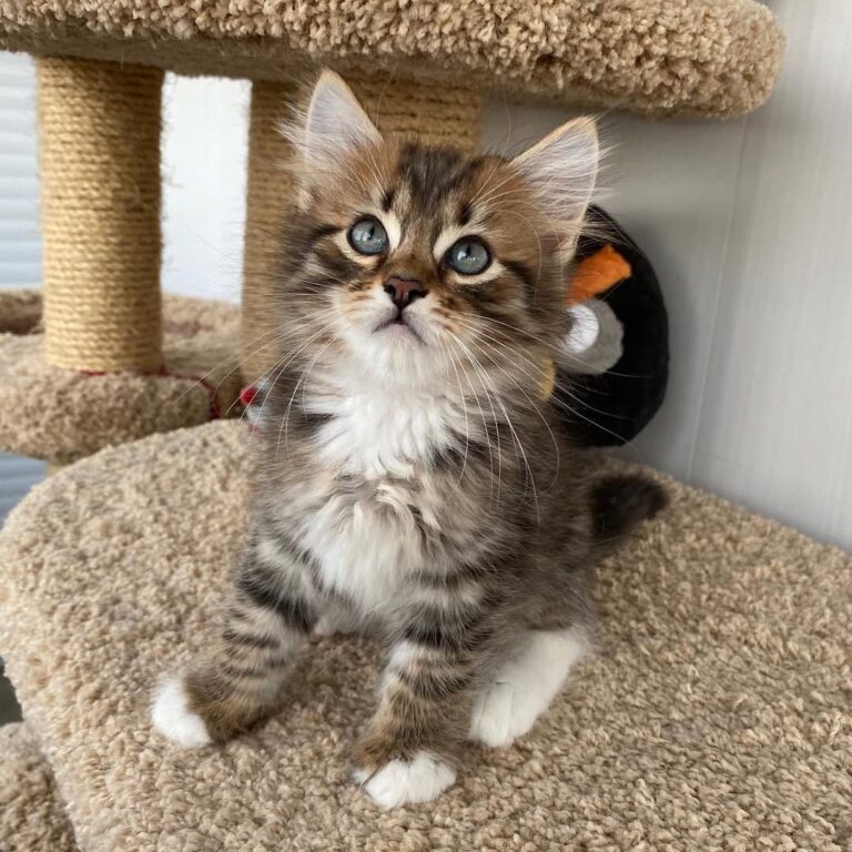 Brown Siberian Cat - Jin