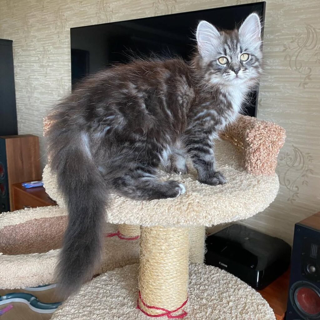 Black Siberian Cat​