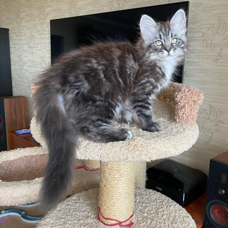 Black Siberian Cat​