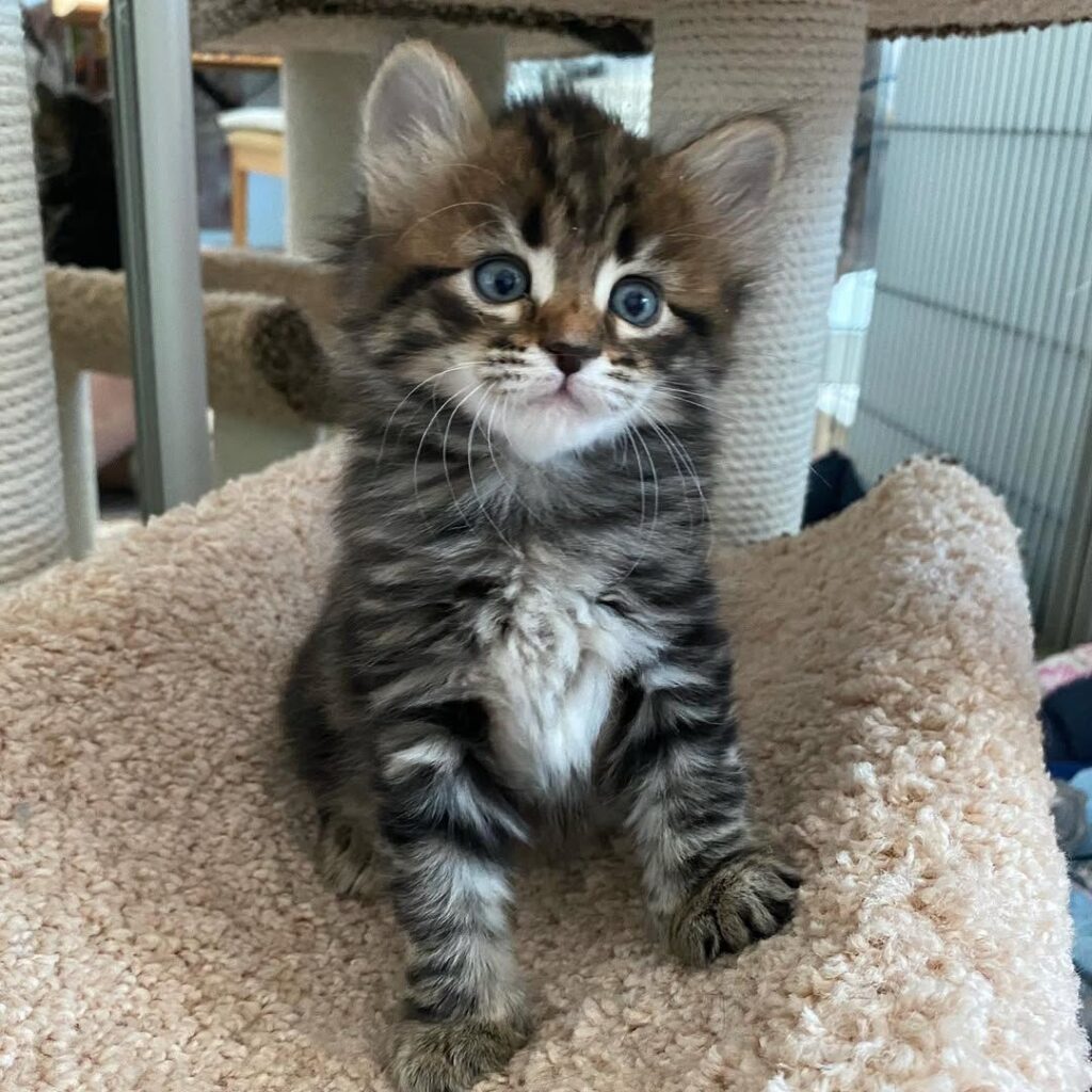 Siberian Black Cat - Moon