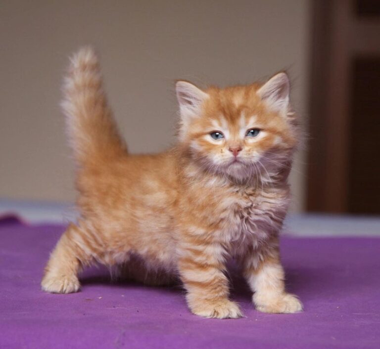 siberian-Kittens-for-sale