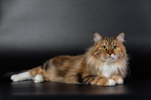 Siberian cat on a black background