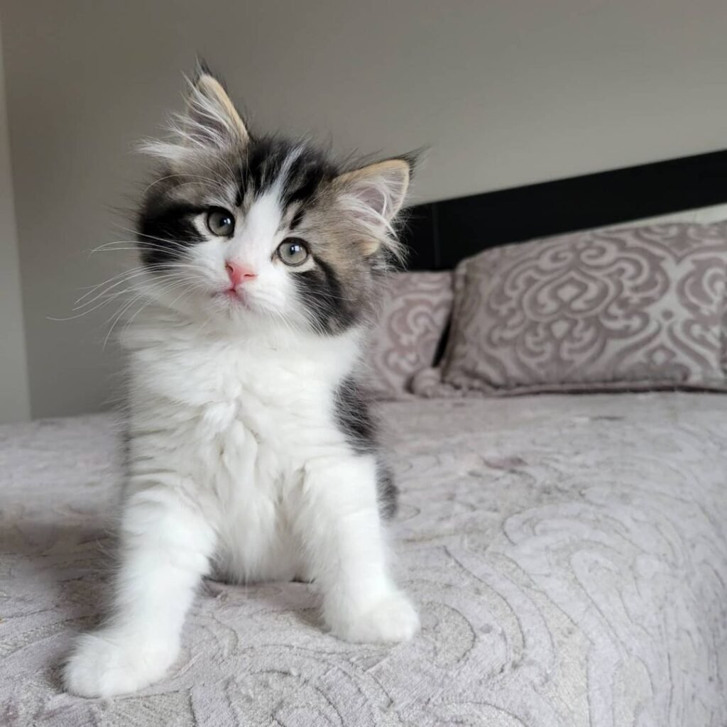 hypoallergenic Siberian cat