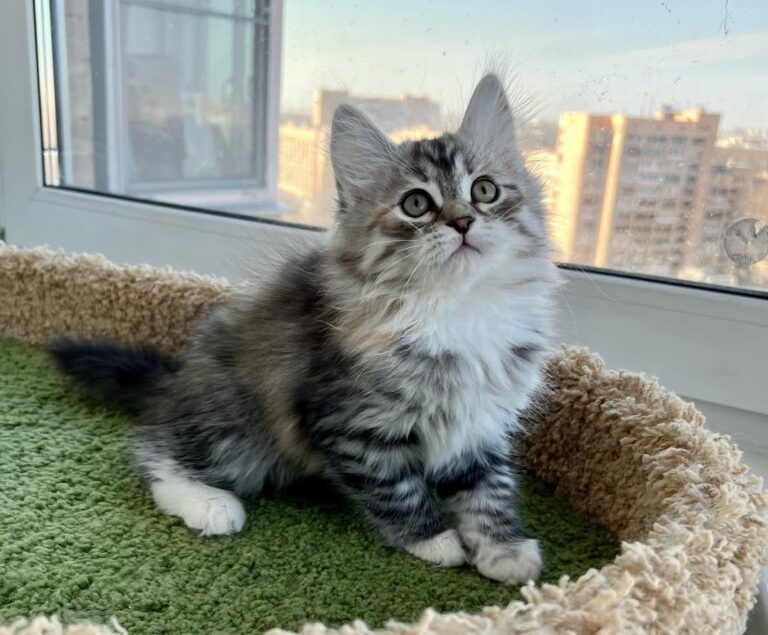 Siberian Domestic Cat - Terry