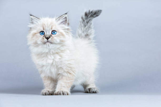 Siberian Cat For Sale