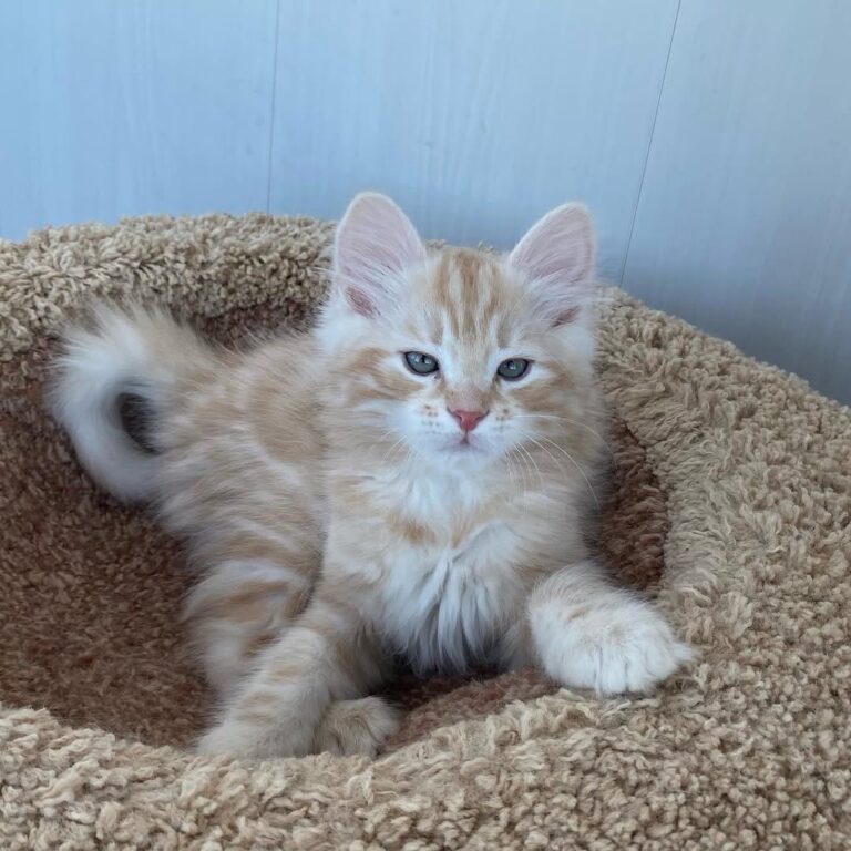 White Siberian Cat - Zoe