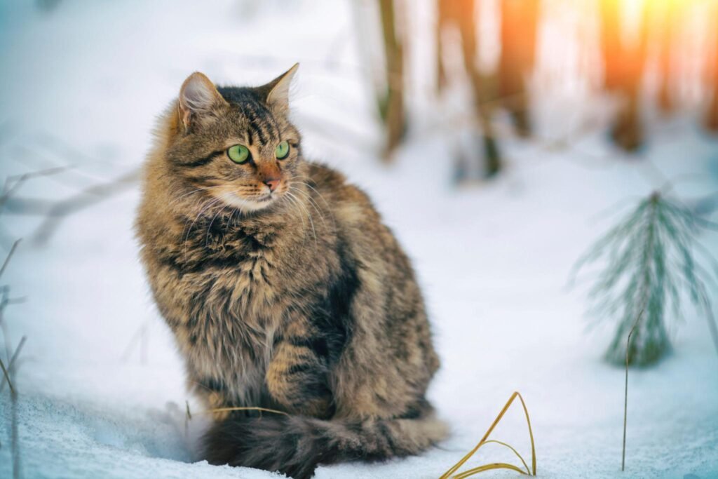 beautiful Siberian cat kitten