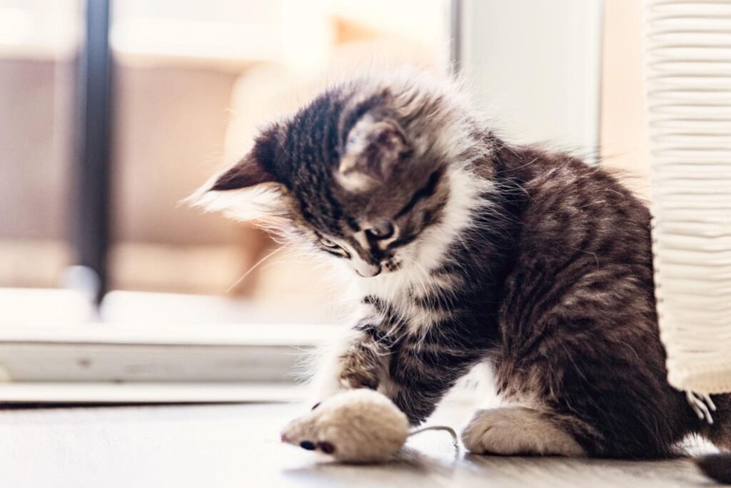 Siberian cat breeder kittens