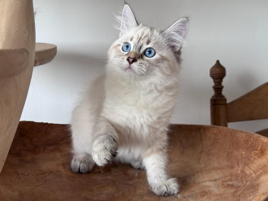 Siberian cat guide